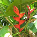 Heliconia