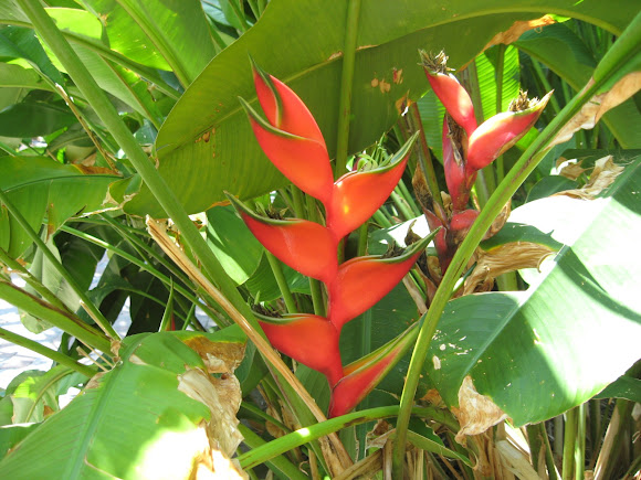 Spotting Image 1