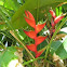 Heliconia