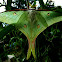 Luna Moth