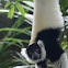 black and white lemur