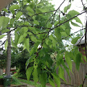Hackberry