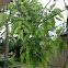 Hackberry