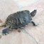 Red-eared slider