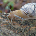 Jamaican Tree Snail