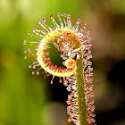 Tracy's sundew