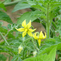 Flower of tomato