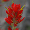 Giant Red Indian Paintbrush