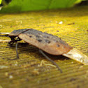 Pie Dish Beetle