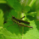 grasshopper