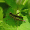grasshopper