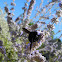 Carpenter Bee