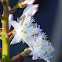 Bogbean