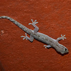 Common House Gecko