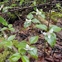 Painted Trillium
