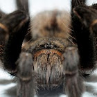 tarantula