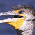 Double-Crested Cormorant