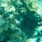Sea Urchin
