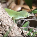 Carolina Anole
