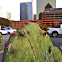 Cactus Bug