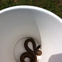 Dekay's Brown Snake