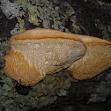 Tree Fungus