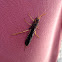 Female Pigeon Tremex