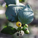 Quintral del Molle (Frutos) / Quintral (Fruits)