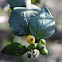 Quintral del Molle (Frutos) / Quintral (Fruits)