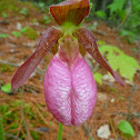 Pink Lady's Slipper