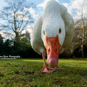 Domestic Greylag Goose