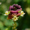 Orquidea Epidendrum pentadactylum
