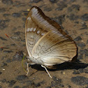 Common Baron