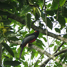 Slaty-tailed Trogon - female
