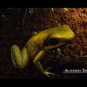 Golden Poison Dart Frog