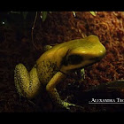 Golden Poison Dart Frog