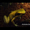 Golden Poison Dart Frog