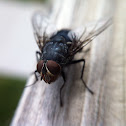 Blue Blowfly