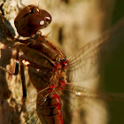 Vagrant Darter