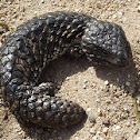 Shingleback skink