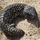 Shingleback skink