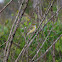 White-Eyed Vireo