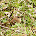Wren