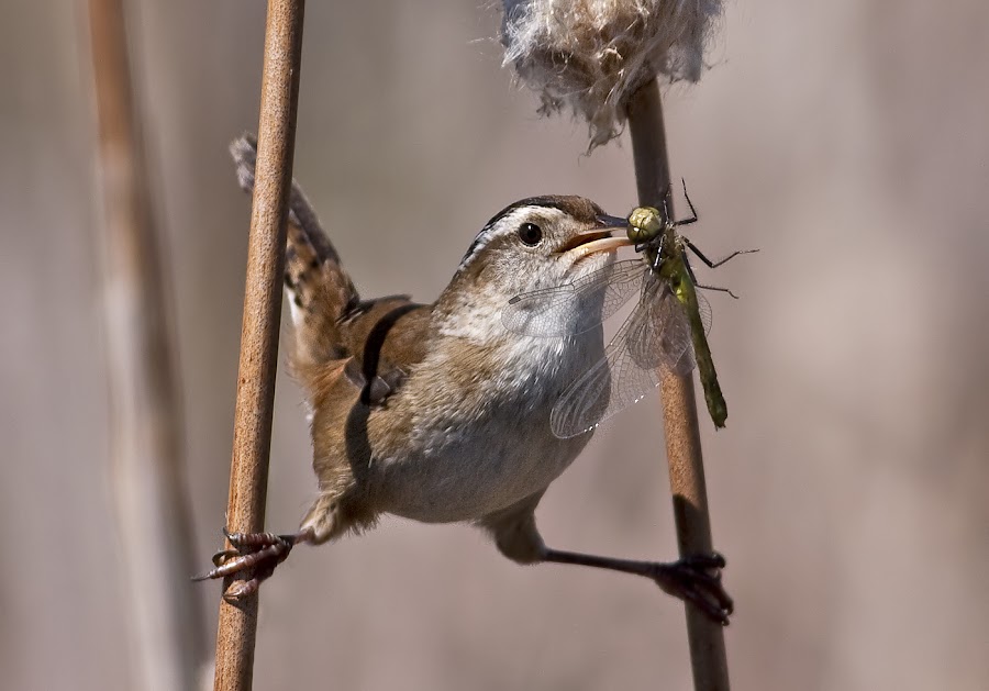 Marsh Wren / troglodyte des marais by Rachel Bilodeau - Animals Birds