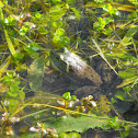 Bullfrog