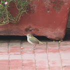Common Tailorbird