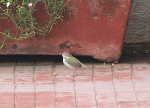 Spotting Image 1