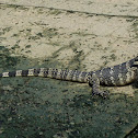 Water monitor
