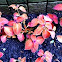 Coleus