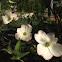 Dogwood